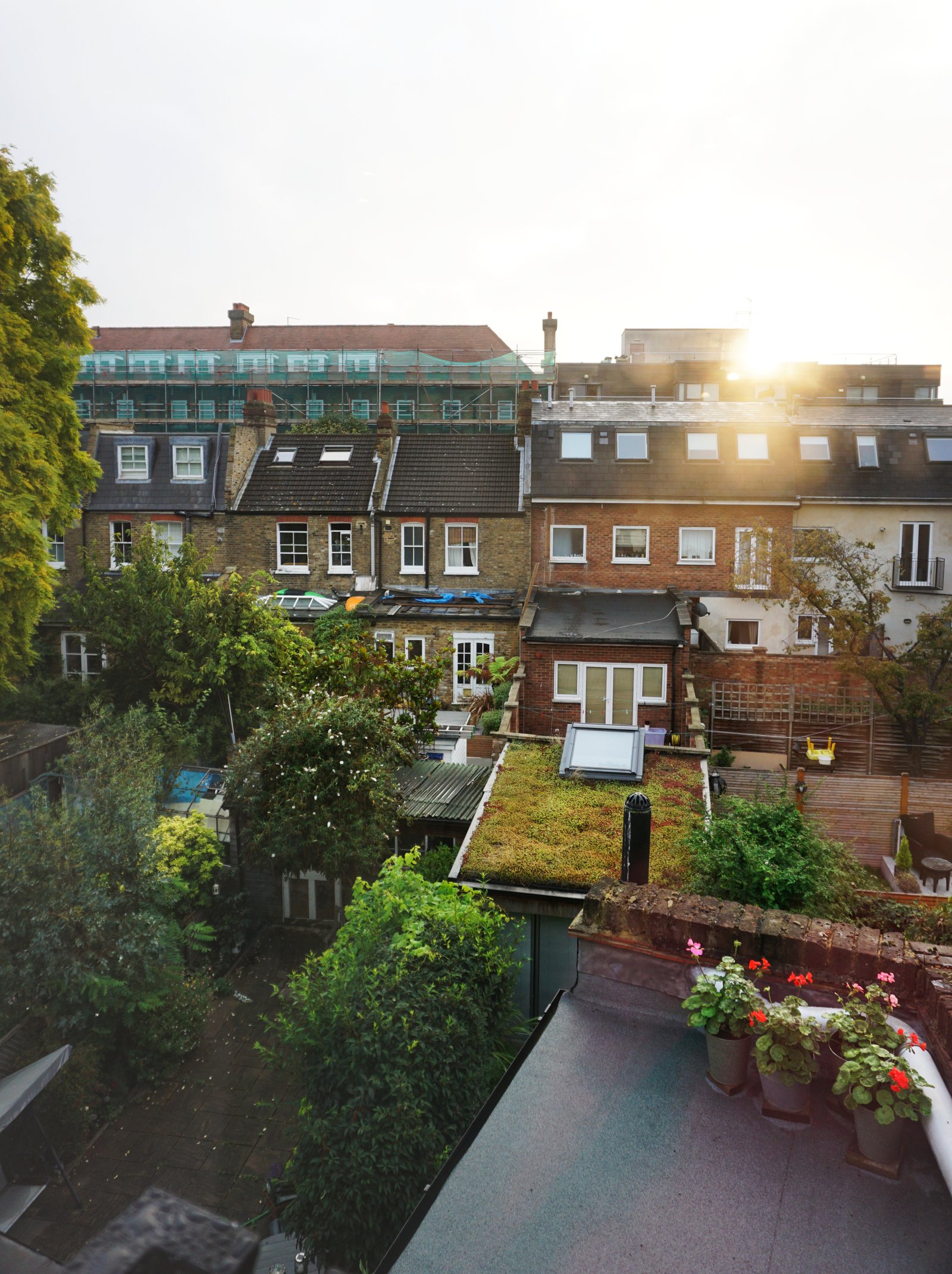 Forest background for wildlife removal services.